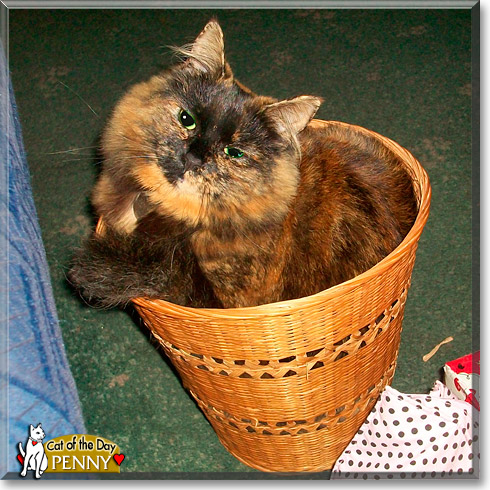 Penny, the Cat of the Day