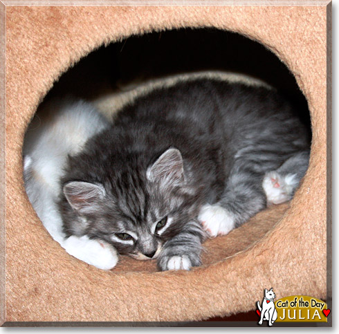 Julia, the Cat of the Day