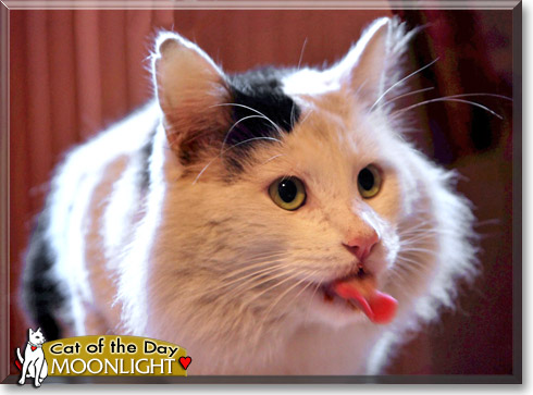 Moonlight, the Cat of the Day