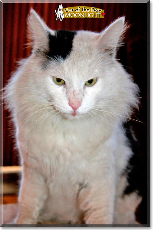 Moonlight, the Cat of the Day
