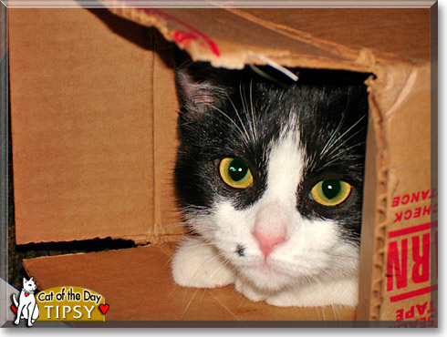 Tipsy, the Cat of the Day