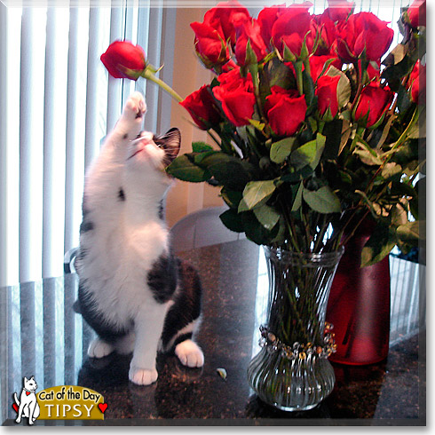 Tipsy, the Cat of the Day