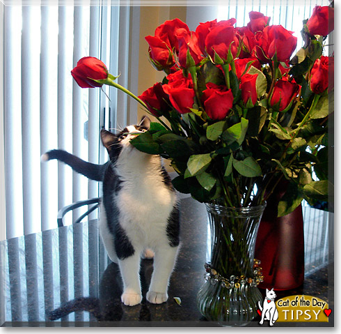 Tipsy, the Cat of the Day