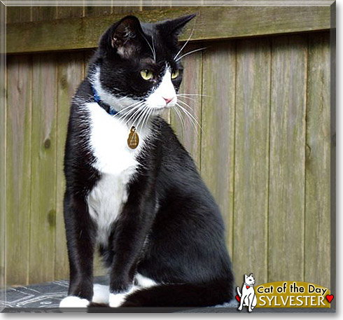 Sylvester, the Cat of the Day