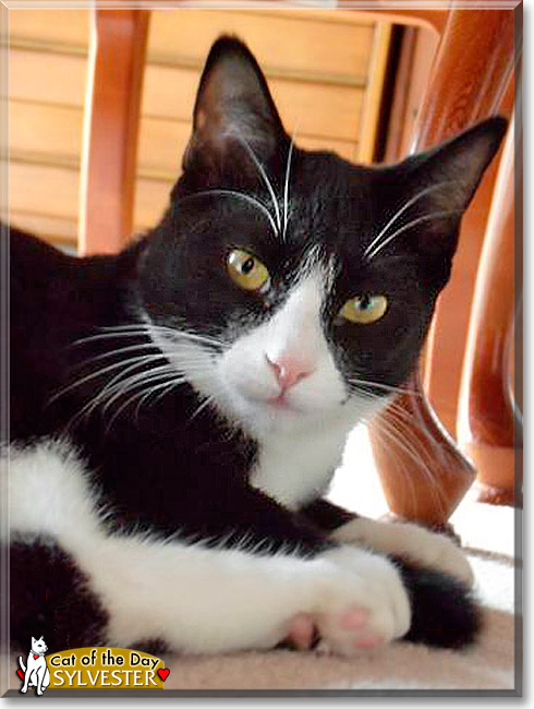 Sylvester, the Cat of the Day