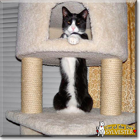 Sylvester, the Cat of the Day