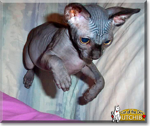 UtchieB, the Cat of the Day