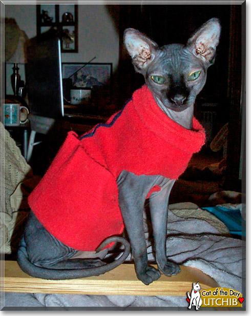 UtchieB, the Cat of the Day