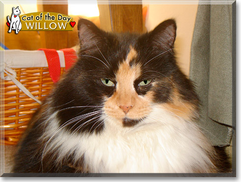 Willow, the Cat of the Day