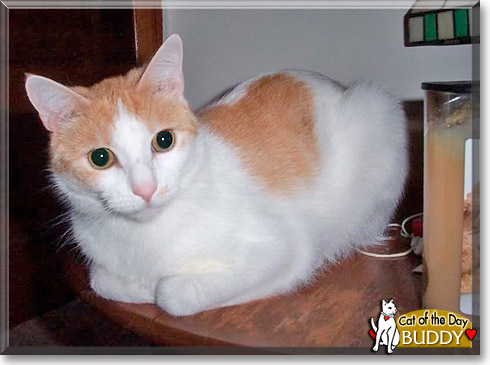 Buddy, the Cat of the Day