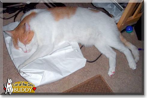 Buddy, the Cat of the Day Buddy, the Cat of the Day