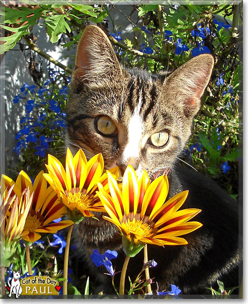 Paul, the Cat of the Day