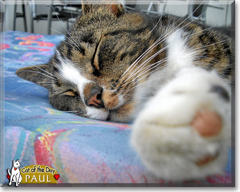 Paul, the Cat of the Day