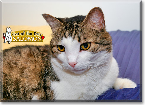 Salomon, the Cat of the Day