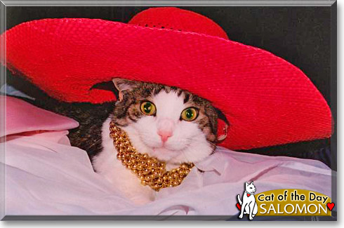 Salomon, the Cat of the Day