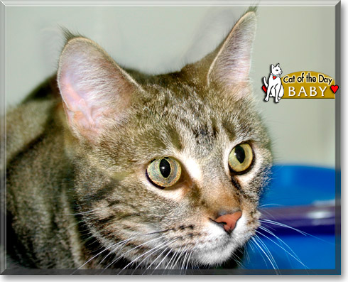 Baby, the Cat of the Day