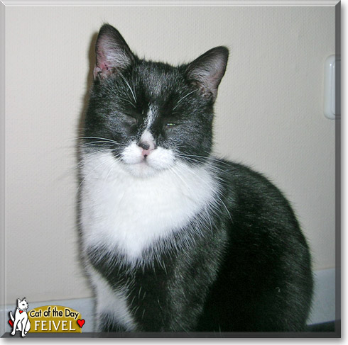 Feivel, the Cat of the Day
