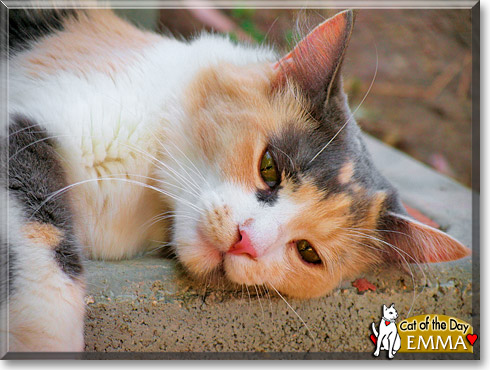 Emma, the Cat of the Day