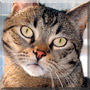 Morpheus the Tabby Morpheus the Tabby