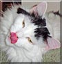 Timothy the Domestic long hair Timothy the Domestic long hair