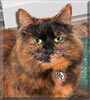 Penny the Domestic Medium Haired Penny the Domestic Medium Haired
