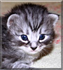 Julia the Norwegian Forest Cat Julia the Norwegian Forest Cat