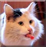 Moonlight the Cat Moonlight the Cat
