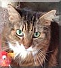 Kit the Cat Kit the Cat