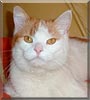 Lilly the Cat Lilly the Cat