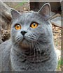 Robert the British Shorthair Robert the British Shorthair