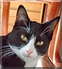 Sylvester the Cat Sylvester the Cat