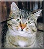Lucky the Tabby Lucky the Tabby