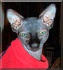 UtchieB the Sphynx UtchieB the Sphynx