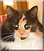 Willow the Long haired Calico Willow the Long haired Calico