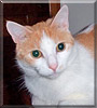 Buddy the Domestic Shorthair Buddy the Domestic Shorthair