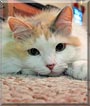 Coco the Calico Coco the Calico
