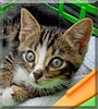Paul the Cat Paul the Cat