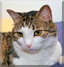 Salomon the European shorthair Salomon the European shorthair