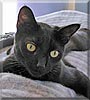 Betty the Cat Betty the Cat
