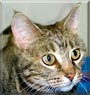 Baby the Grey Tabby Baby the Grey Tabby