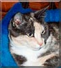 Nikkita the Moggie Nikkita the Moggie