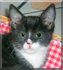 Feivel the Cat Feivel the Cat