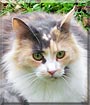 Emma the Domestic Longhair Emma the Domestic Longhair