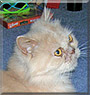 Marley the British Cream Persian Marley the British Cream Persian