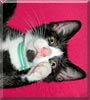 Annabel the Cat Annabel the Cat
