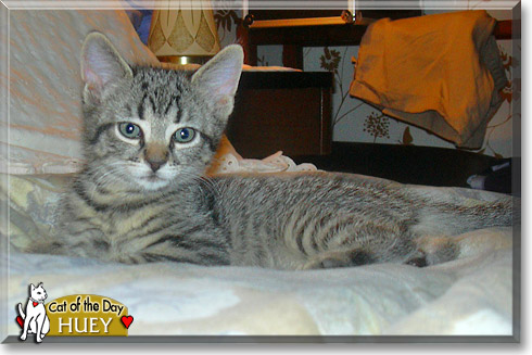 Huey, the Cat of the Day