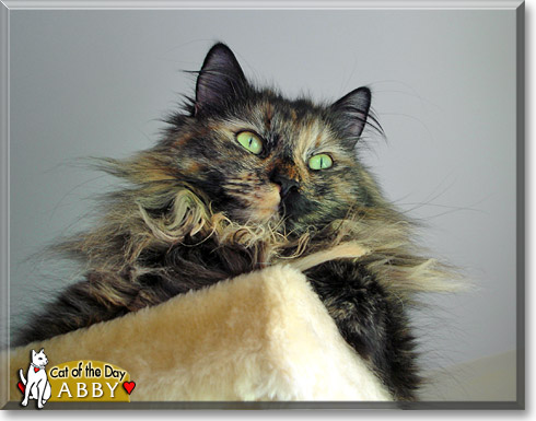 Abby, the Cat of the Day