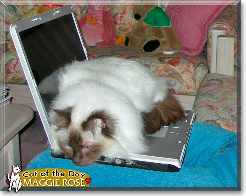 Maggie Rose, the Cat of the Day