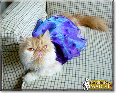 Maddie, the Cat of the Day
