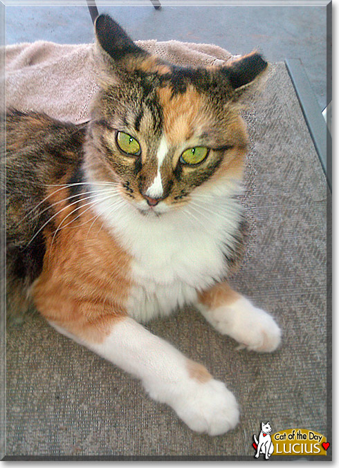 Lucius, the Cat of the Day